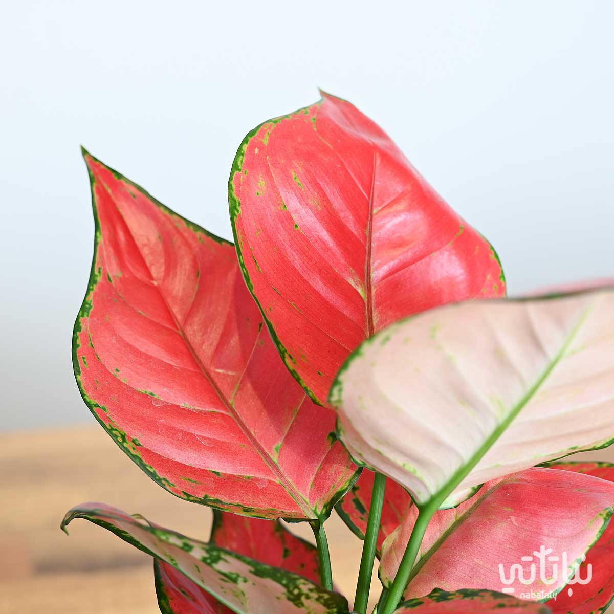 نبتة الاجلونيما الحمراء في اصيص سيراميك اسود