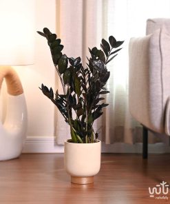 نبتة زاميا سوداء في حوض اسمنتي ذهبي