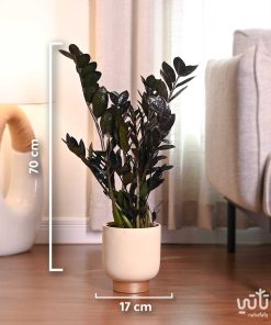 مقاسات نبتة زاميا سوداء في حوض اسمنتي ذهبي