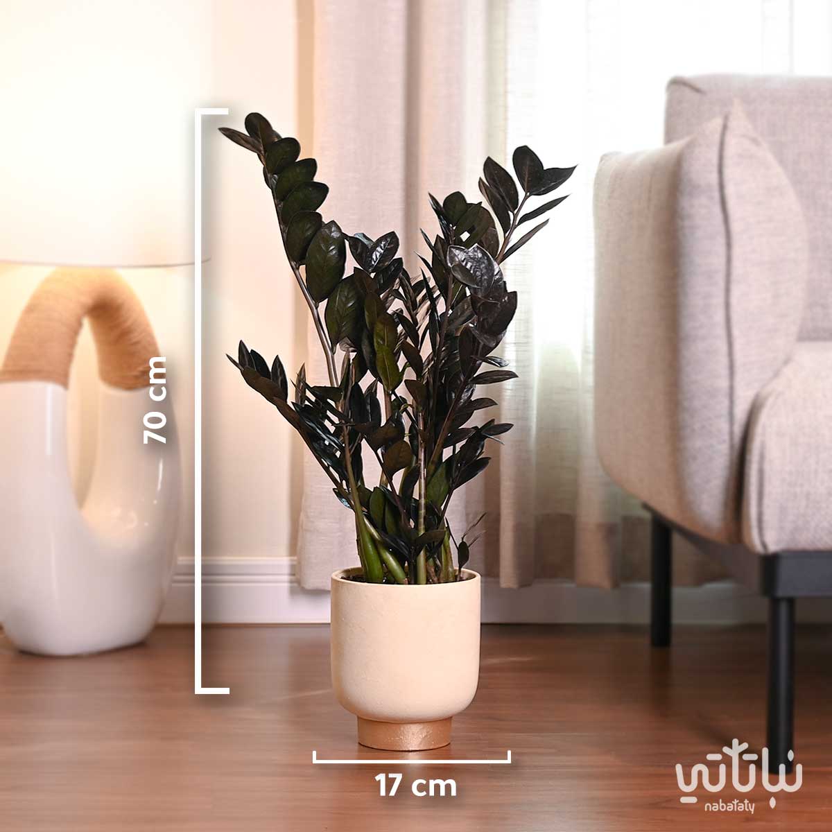 مقاسات نبتة زاميا سوداء في حوض اسمنتي ذهبي