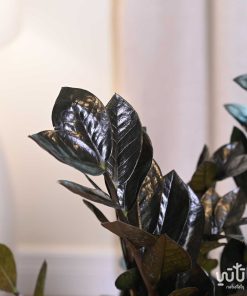 نبتة زاميا سوداء في حوض اسمنتي ذهبي