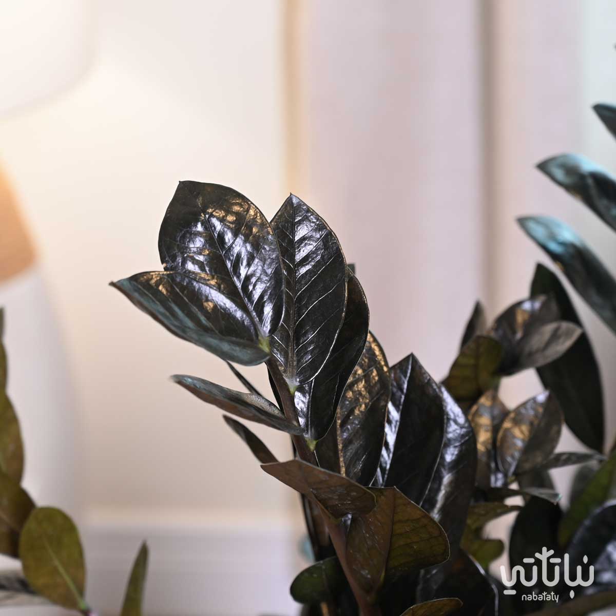 نبتة زاميا سوداء في حوض اسمنتي ذهبي