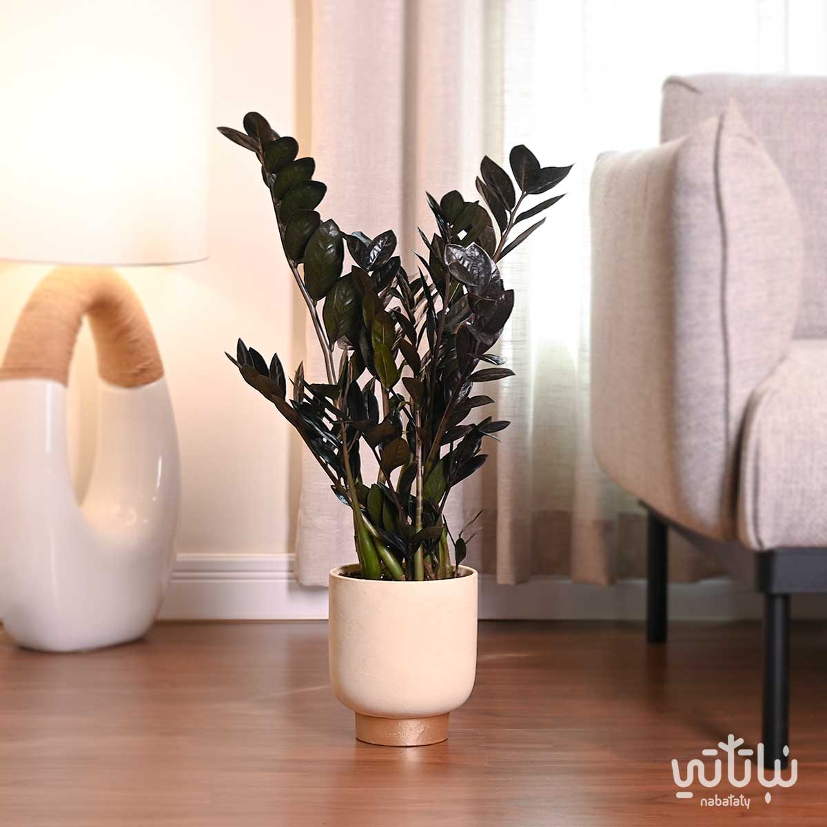 نبتة زاميا سوداء في حوض اسمنتي ذهبي