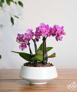 نبتة اوركيد بنفسجي مخطط صغير في اصيص سيراميك ابيض