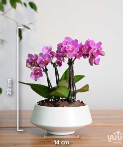 مقاسات نبتة اوركيد بنفسجي مخطط صغير في اصيص سيراميك ابيض
