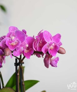 نبتة اوركيد بنفسجي مخطط صغير في اصيص سيراميك ابيض