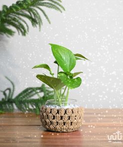 نبتة البوتس في اصيص زجاجي ثيم شتوي سكري