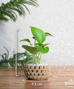 مقاسات نبتة البوتس في اصيص زجاجي ثيم شتوي سكري