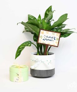 هدية قدامك العافية نبتة الاجلونيما وتشوكلت مغلف