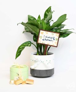 هدية قدامك العافية نبتة الاجلونيما وتشوكلت مغلف