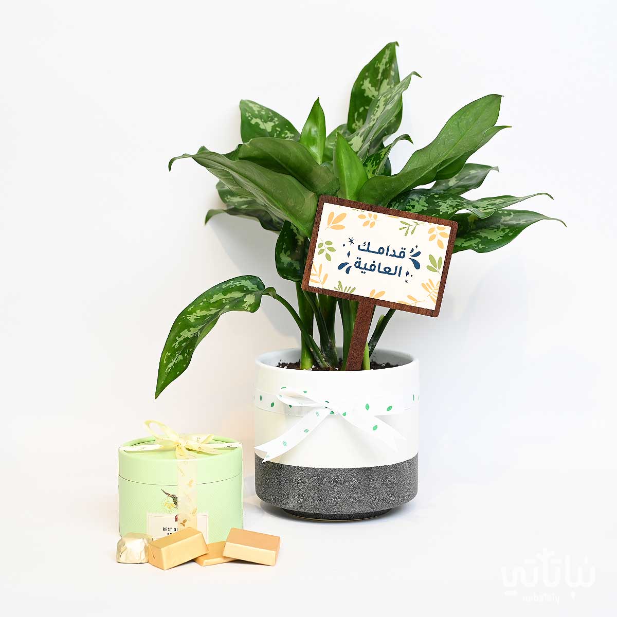 هدية قدامك العافية نبتة الاجلونيما وتشوكلت مغلف