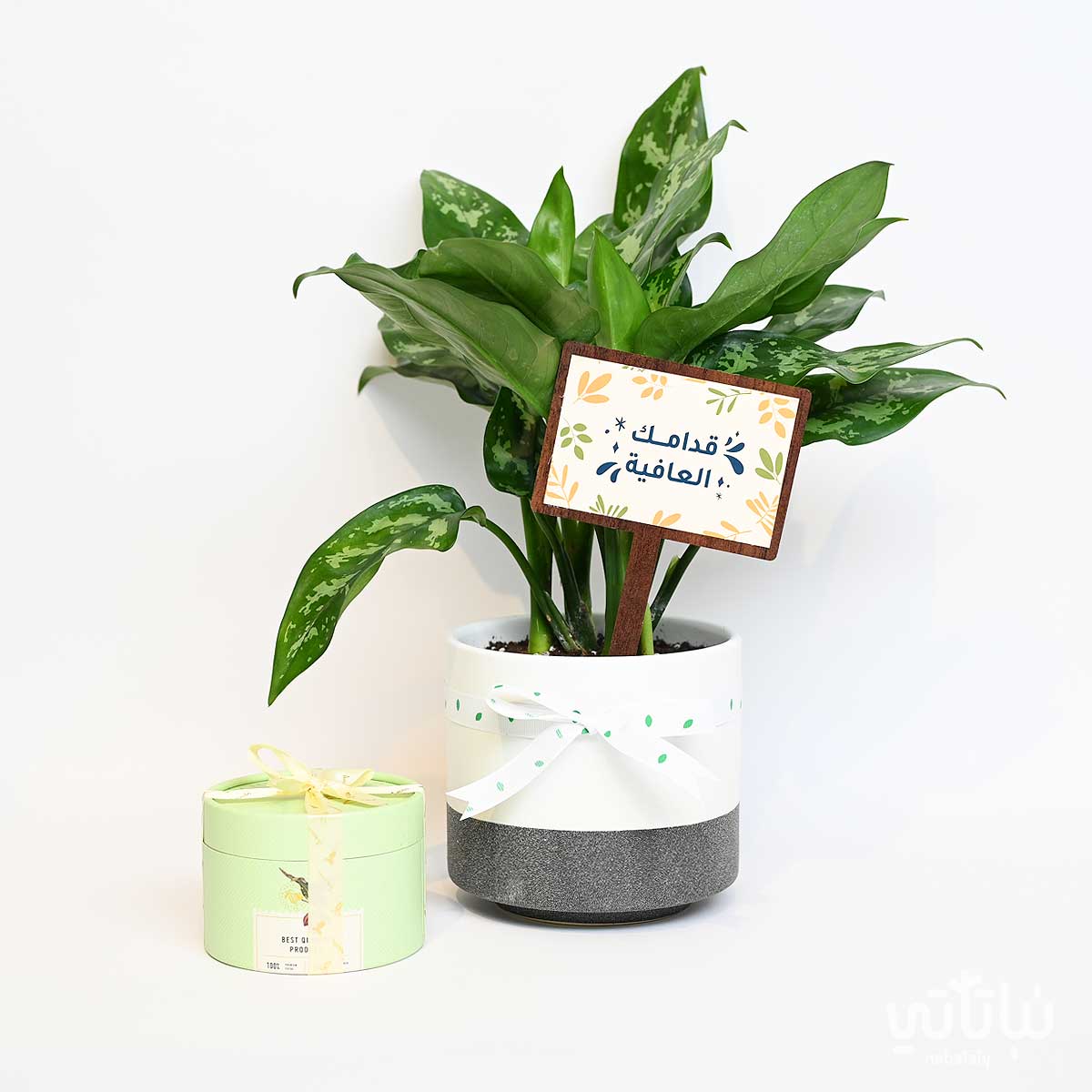 هدية قدامك العافية نبتة الاجلونيما وتشوكلت مغلف