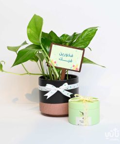 هدية فخورين فيك نبتة البوتس وتشوكلت مغلف