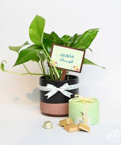 هدية فخورين فيك نبتة البوتس وتشوكلت مغلف