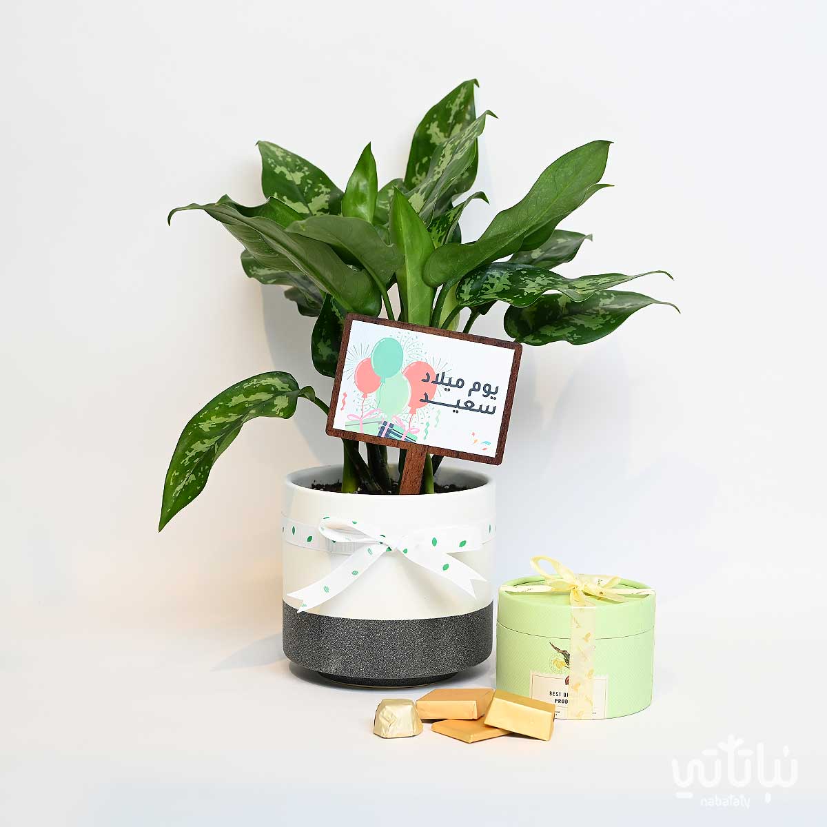 هدية يوم الميلاد نبتة الاجلونيما و تشوكلت مغلف