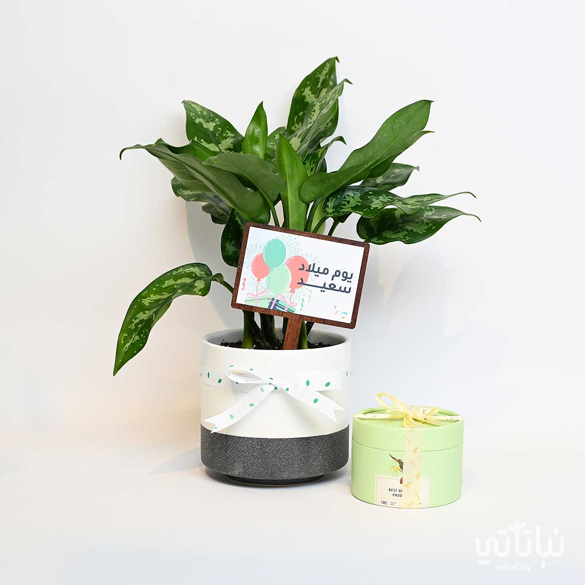 هدية يوم الميلاد نبتة الاجلونيما و تشوكلت مغلف