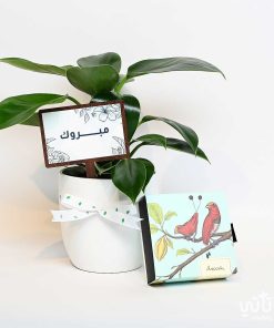 هدية مبروك نبتة فيلوديندرون و تشوكلت بلجيكي