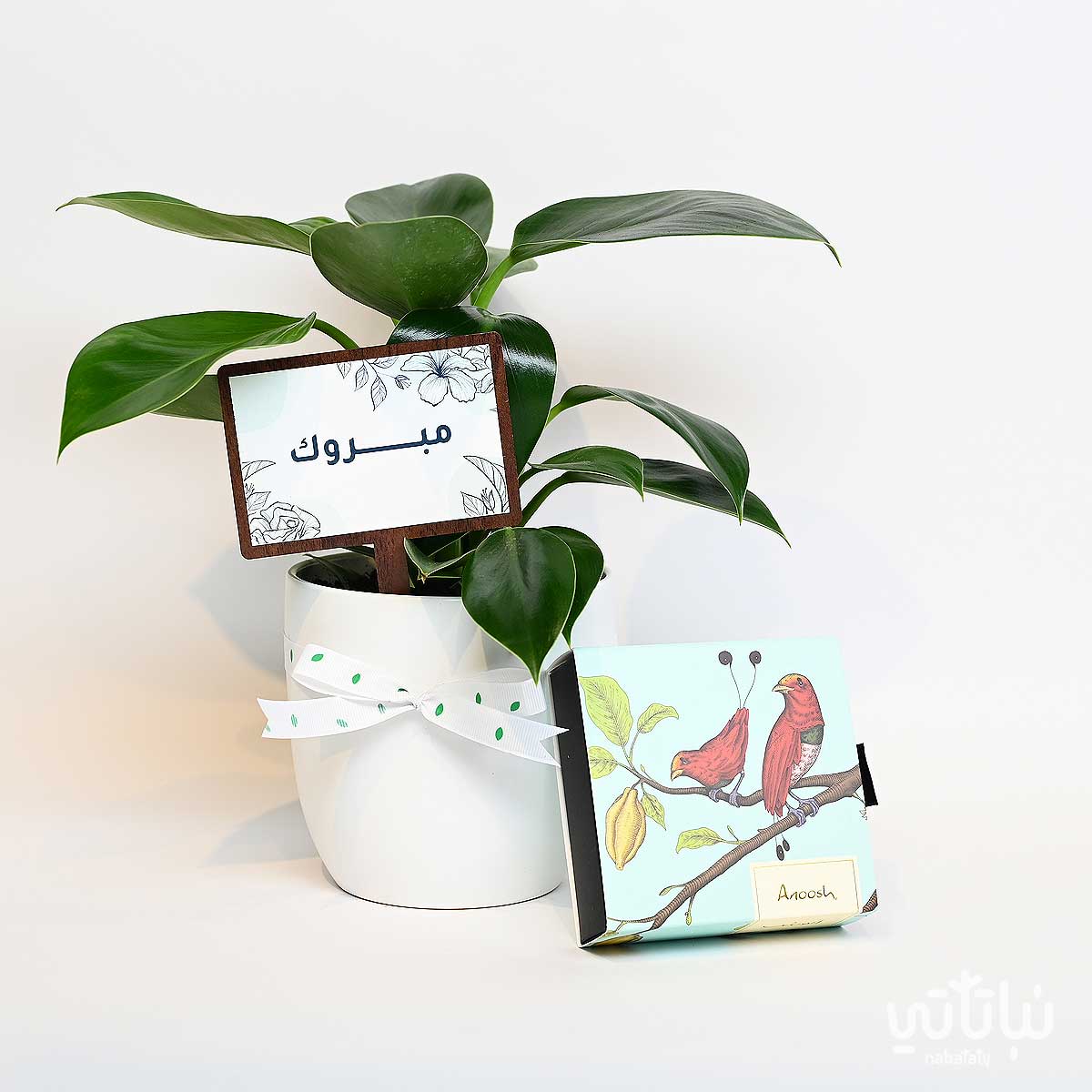 هدية مبروك نبتة فيلوديندرون و تشوكلت بلجيكي