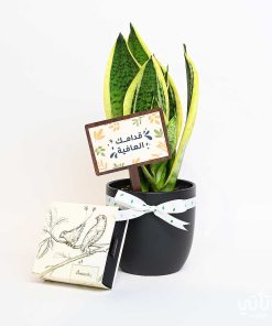 هدية قدامك العافية نبتة جلد النمر وتشوكلت سولتد