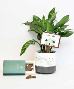 هدية منزل مبارك نبتة الاجلونيما و عود موروكي