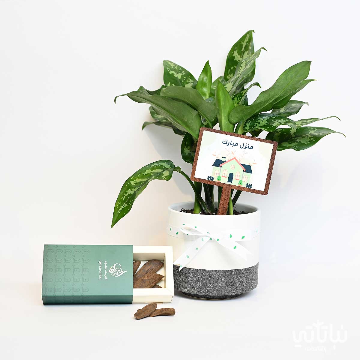 هدية منزل مبارك نبتة الاجلونيما و عود موروكي