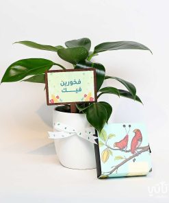 هدية فخورين فيك نبتة فيلوديندرون و تشوكلت بلجيكي