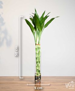 مقاسات مجموعة بامبو مجدولة صغيرة في فازة اسطوانية