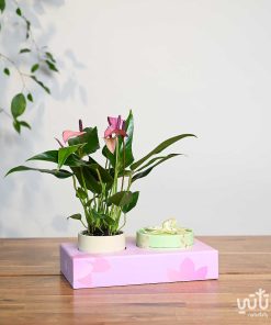 هدية نبتة الانتوريوم مع أنوش