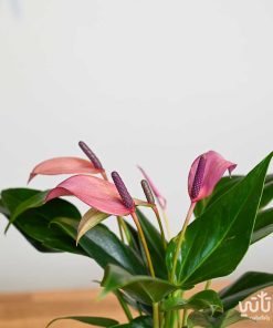 ورق وازهار نبتة الانتوريوم