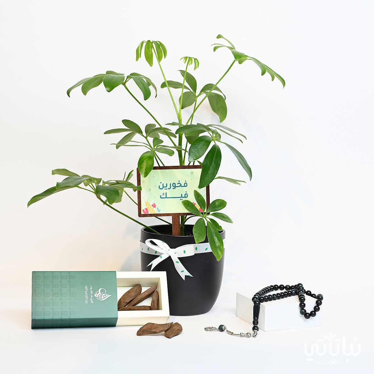 هدية فخورين فيك نبتة شفليرا و سبحة