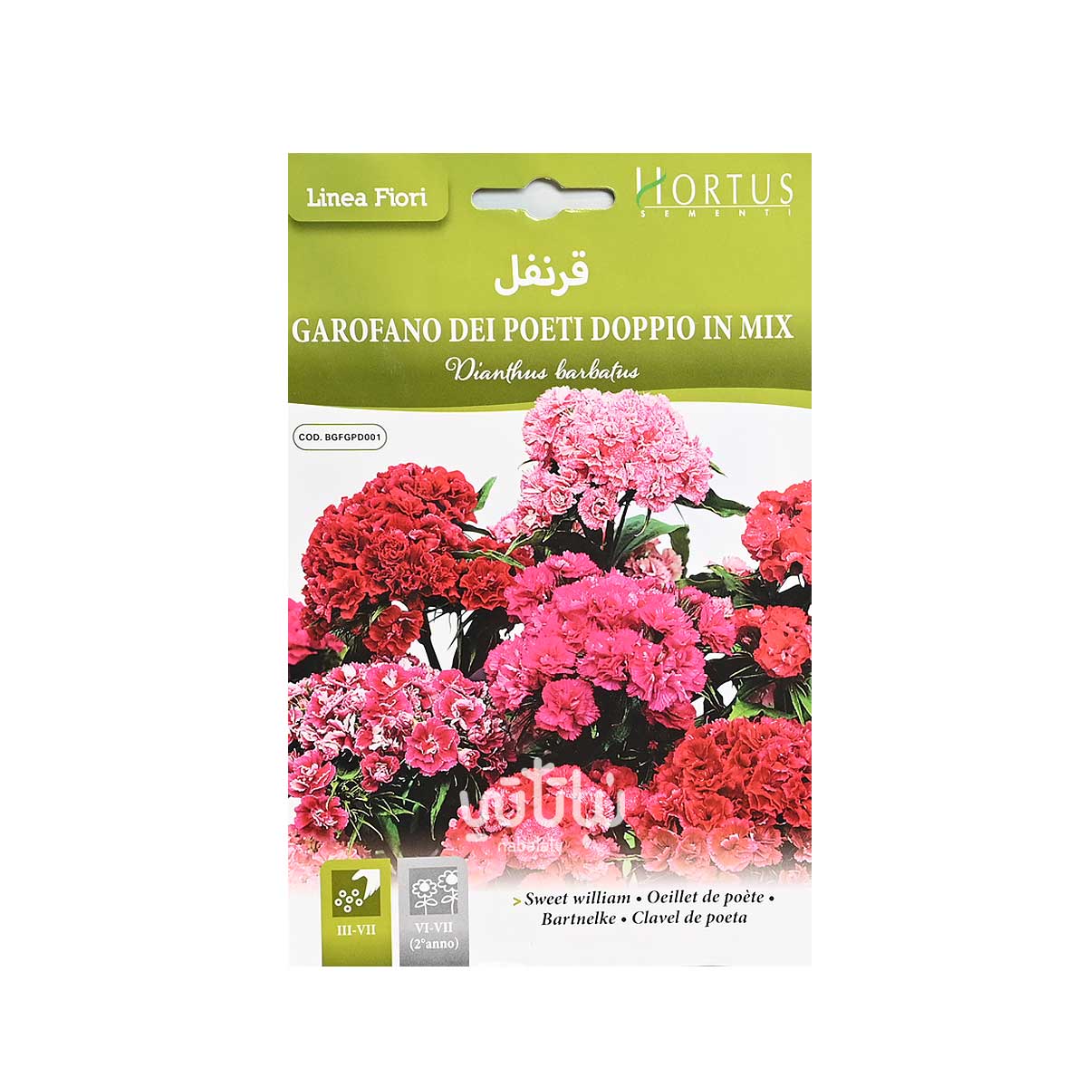 بذور زهرة قرنفل