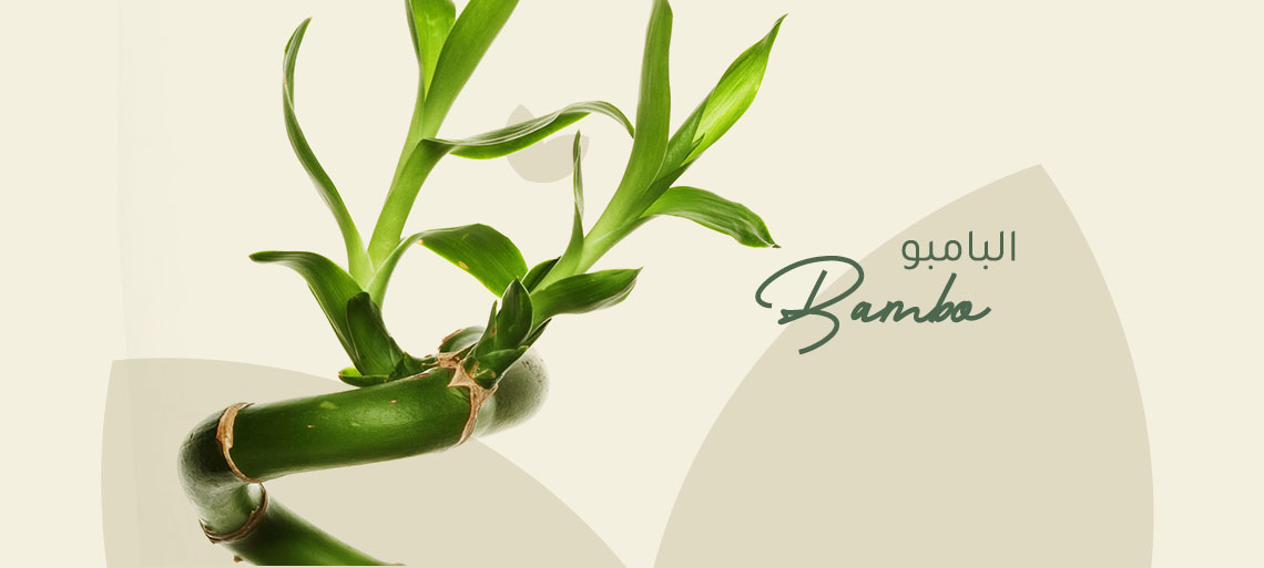 نبات البامبو