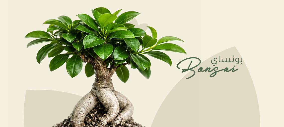 نبتة بونساي 