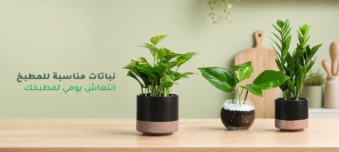 نباتات مناسبة للمطبخ