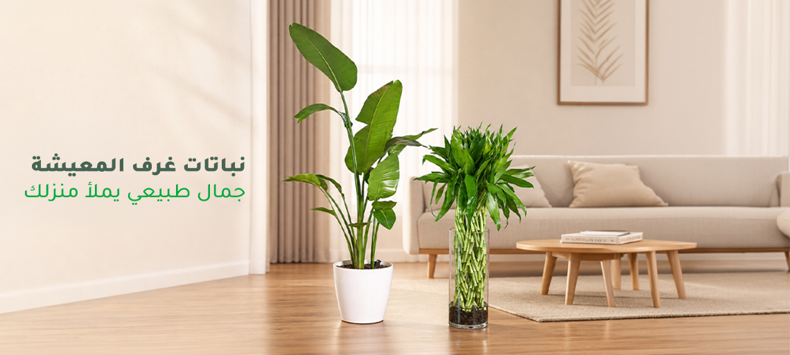 نباتات غرفة المعيشة