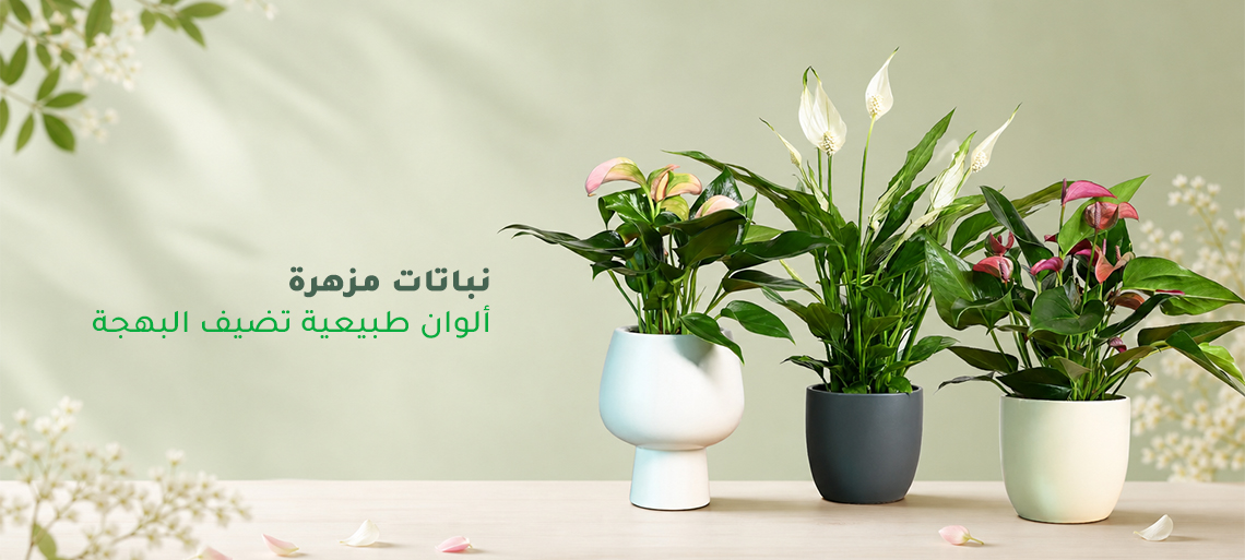 نباتات مجهزة مزهرة