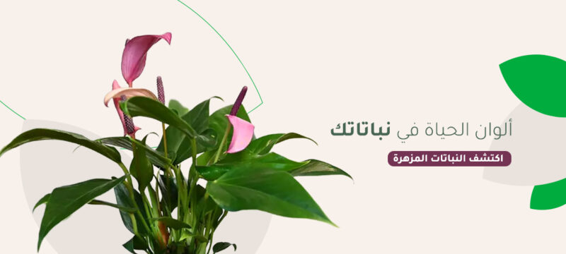 نباتات مزهرة