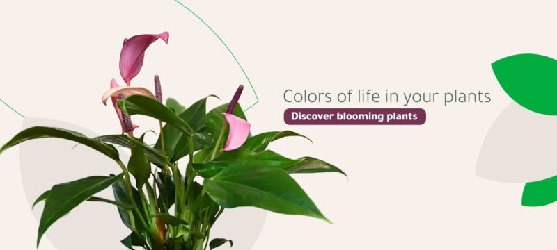 Flowering plants