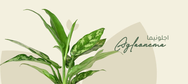 Aglaonema plant