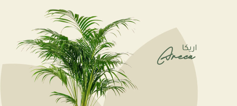 Areca Plant