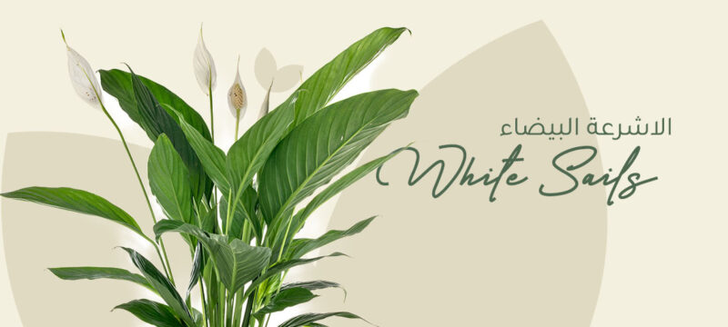White sails plant