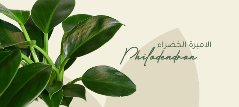 philodendron plant