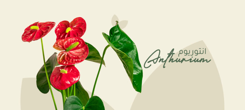 Anthurium plant
