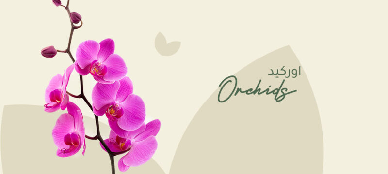 Orchids plant