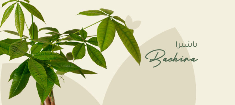 Bachira plant