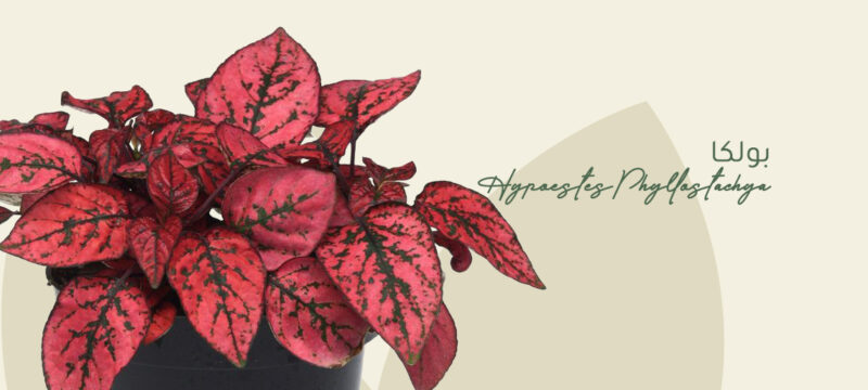 Polka dot plant