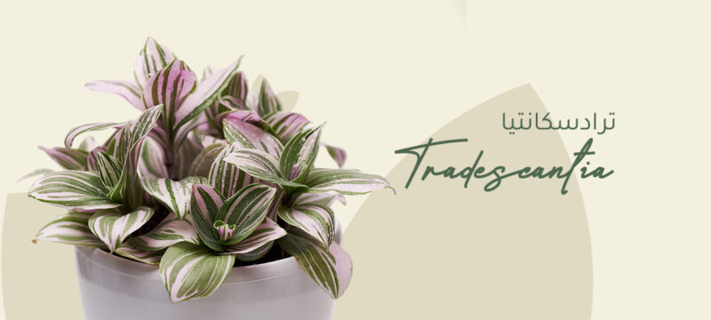 Tradescantia plants