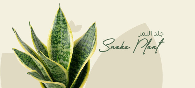 leopard skin plant