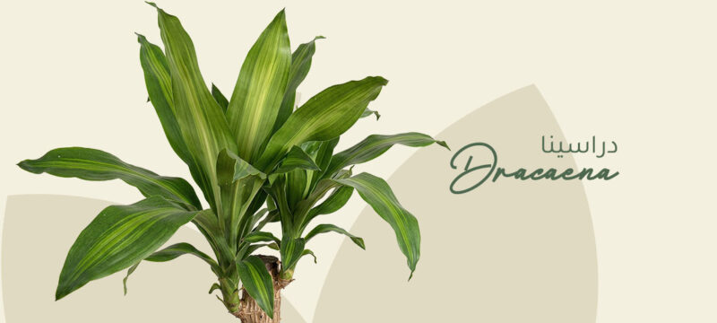 Dracaena plant