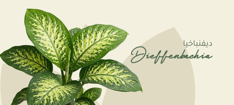 dieffenbachia plant